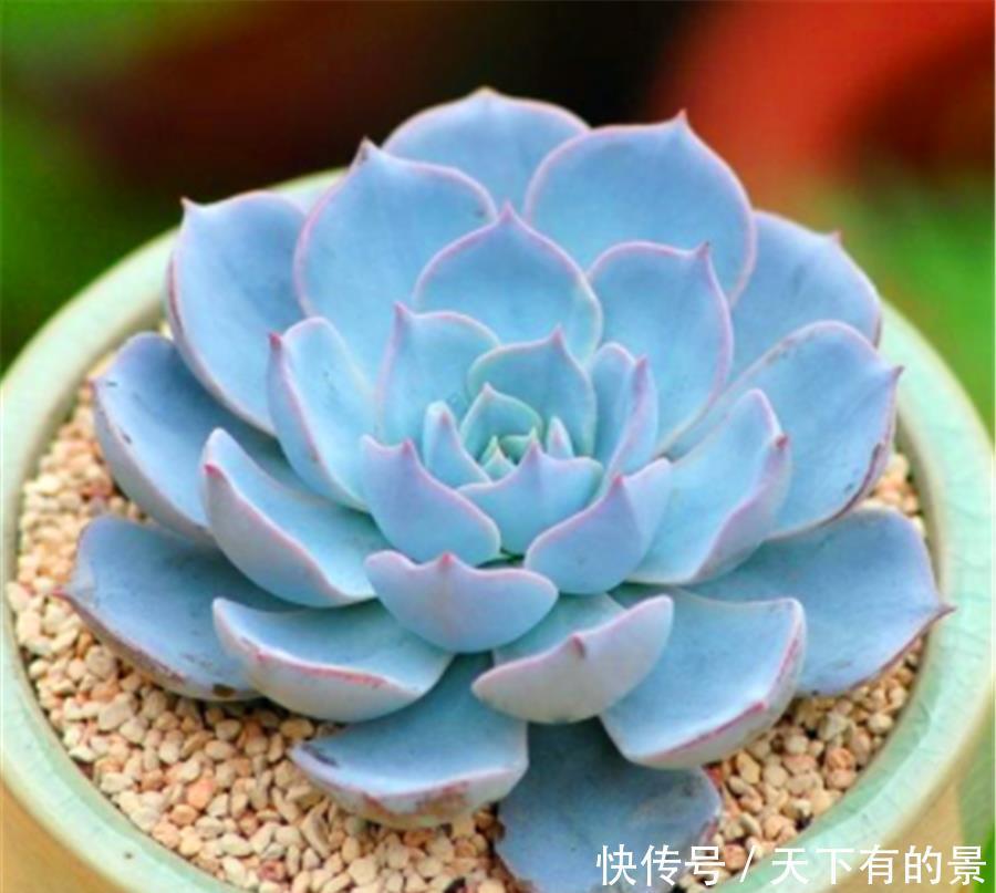 多肉中的“七色仙子”,造型独特色彩缤纷,7种风格各具特色