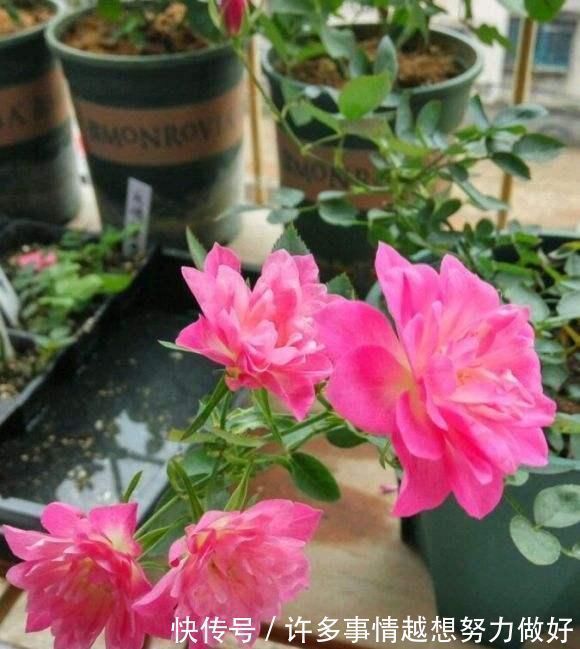 三角梅|5种花开完后,剪下的枝条不要扔,活性高适合扦插,一插一大盆