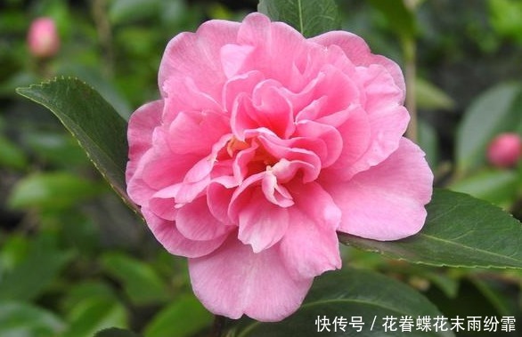 植物要开花,肥料来当家,教你几招,学会就能养好花,花开爆盆