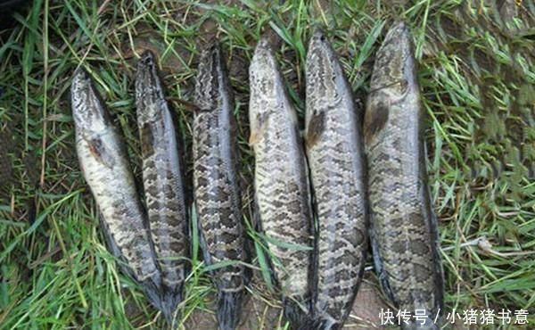 护仔|不会钓黑鱼试试民间的这种“野路子”,黑鱼没那么难钓