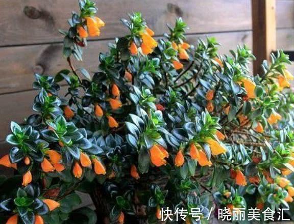 5种“彩色吊兰”，比绿萝更好看，关键是比绿萝好养的多