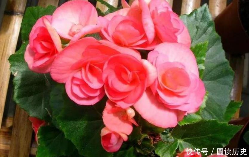 家养4种旺运花,吉祥又喜庆,比牡丹还美,年年开花美翻