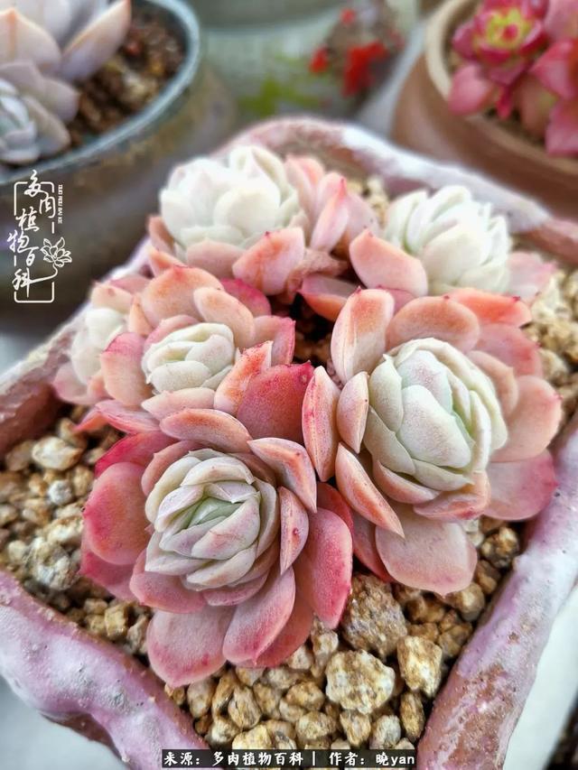 养多肉近四年，一路的走来，阳光总在风雨后！