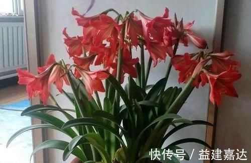 养分|养4种植物得会修剪,越舍得下狠手,植株就长得越旺开花越多