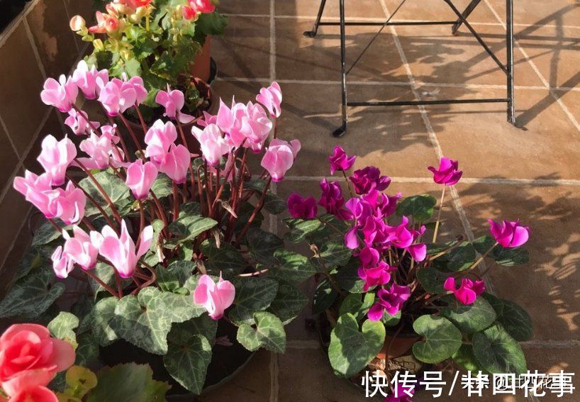 廿六|9月逛花市，6种花值得买，花量大花期长，秋冬实现“赏花自由”