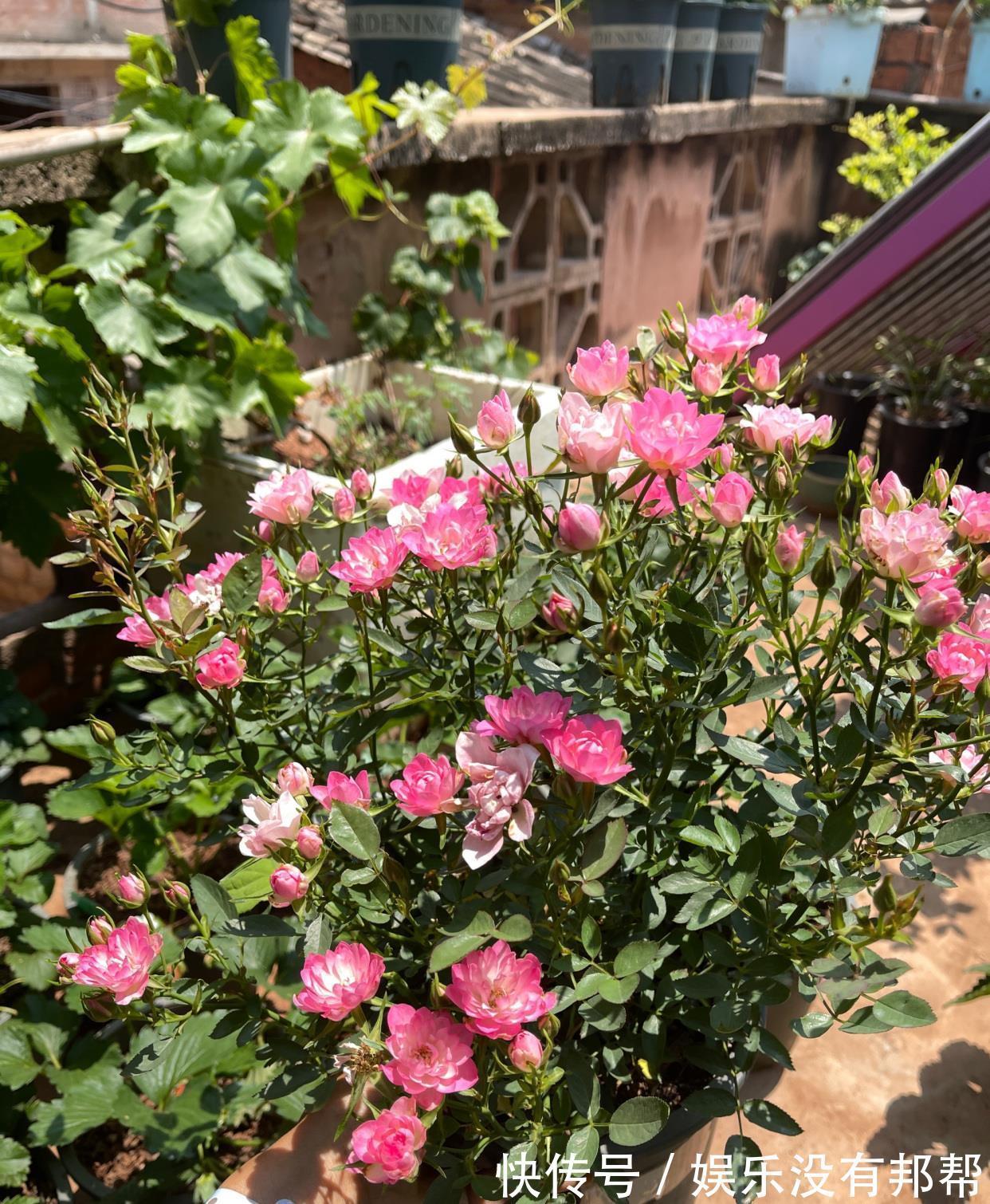 种植|阳台党爱养的微月,颜值高、花期长,种植容易,新手也能养