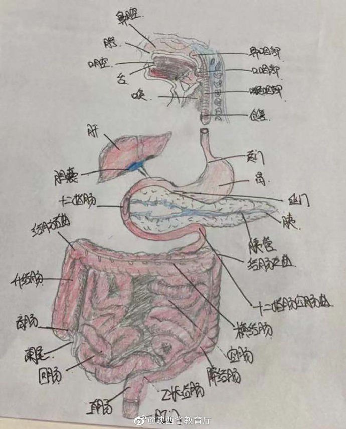  种颜色|护理学的笔记，需要多少种颜色？