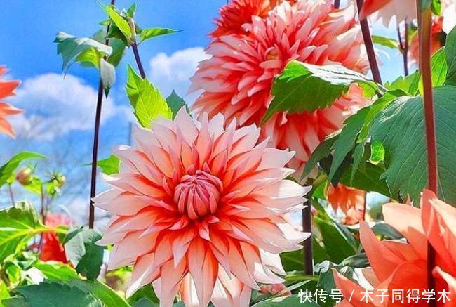 养花就养3种花,家里养一盆,开花漂亮财运来,一养就上瘾