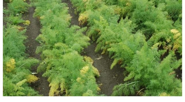 脂质|研究血脂50年，96岁院士提醒：不光是盐，3种蔬菜也要少吃