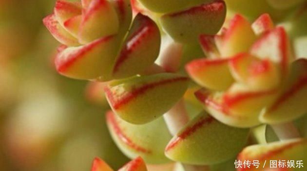 多肉植物钱串子，这样养殖，不出三月长“爆盆”