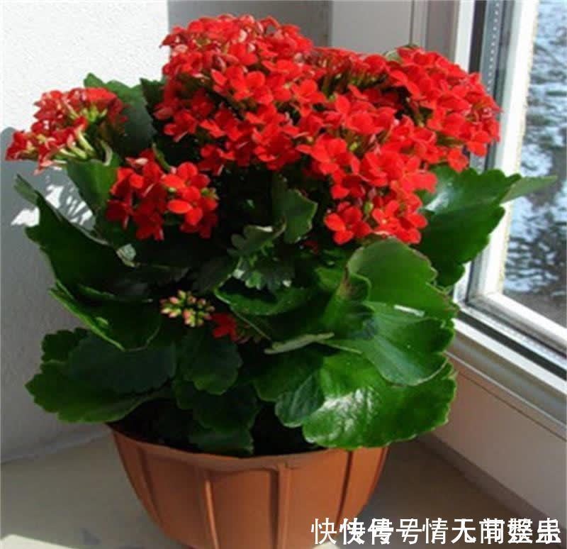 吉祥|12种花,建议养一盆,不仅吸收废气,还有“旺财添福”的美好寓意
