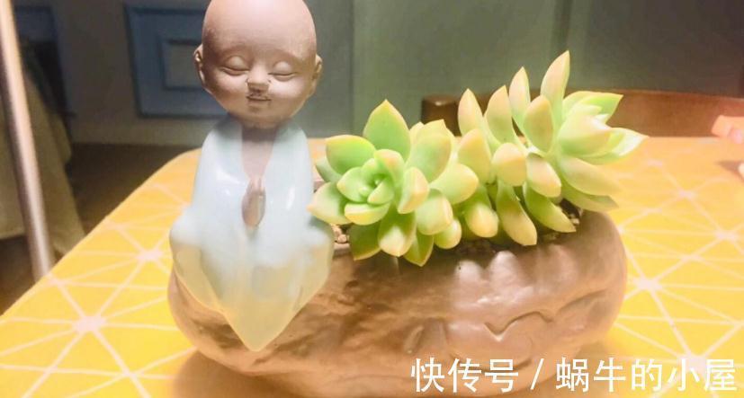 多肉|有些人多肉养不好,却该怪自己“太勤快”,有你吗?