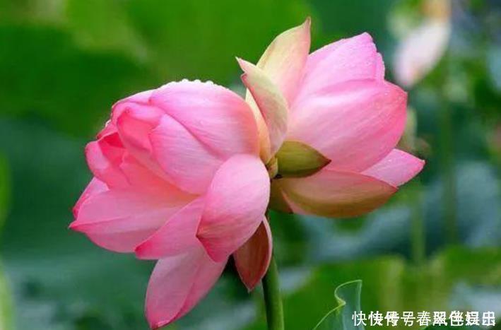 香雪球|4种“女神花”，名字好听花更美，开花“红又旺”，好运来！