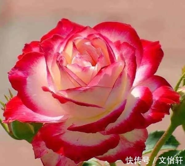 品种|100个月季品种，千姿百态，每个都很漂亮，图名并茂，值得收藏