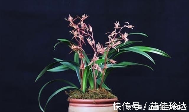 室内养兰就选墨兰,养它避免“3怕”,叶绿新芽多,年年都开花