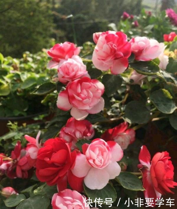 四季开花的花,我建议你养这1种,开花多多,比玫瑰和茶花都漂亮!