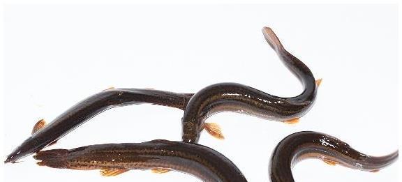 制法|吃补药不如吃黑豆?这种民间传言是否正确?黑豆中健康营养真多!