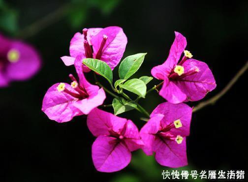 三角梅|家里养这4种绿植,春天一定要“理发”,长得枝繁叶茂,开花不断