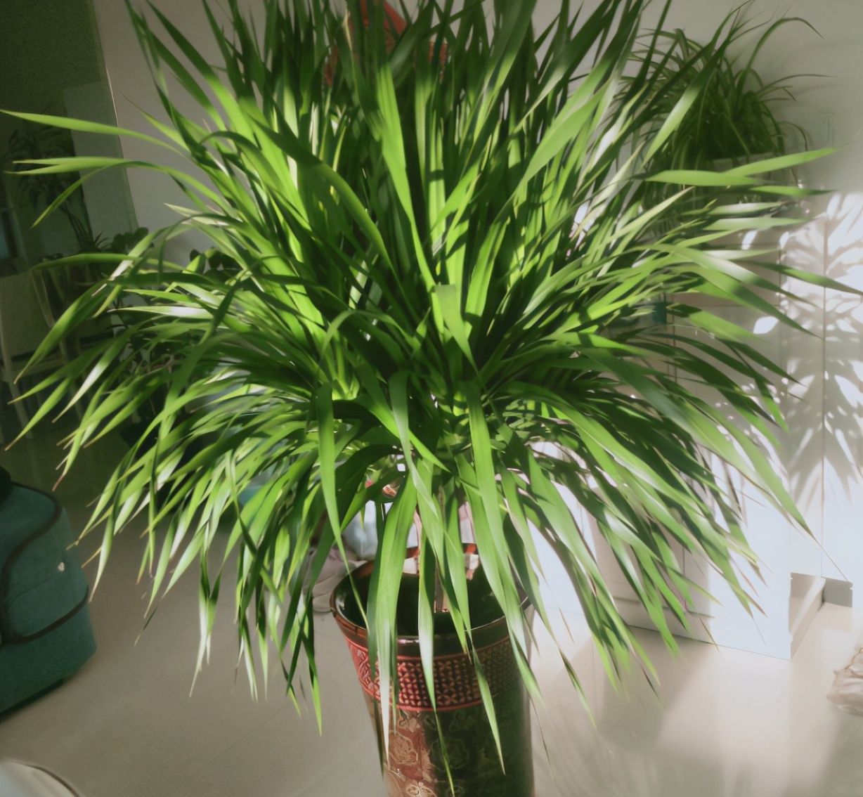 叶片|客厅养开花植物不合适,养3种绿叶树,不仅寓意好,还能净化空气