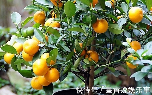 4种招财花,旺运又招财,财源滚滚,多子多福幸福满满