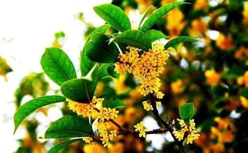 桂花什么时候扦插好？