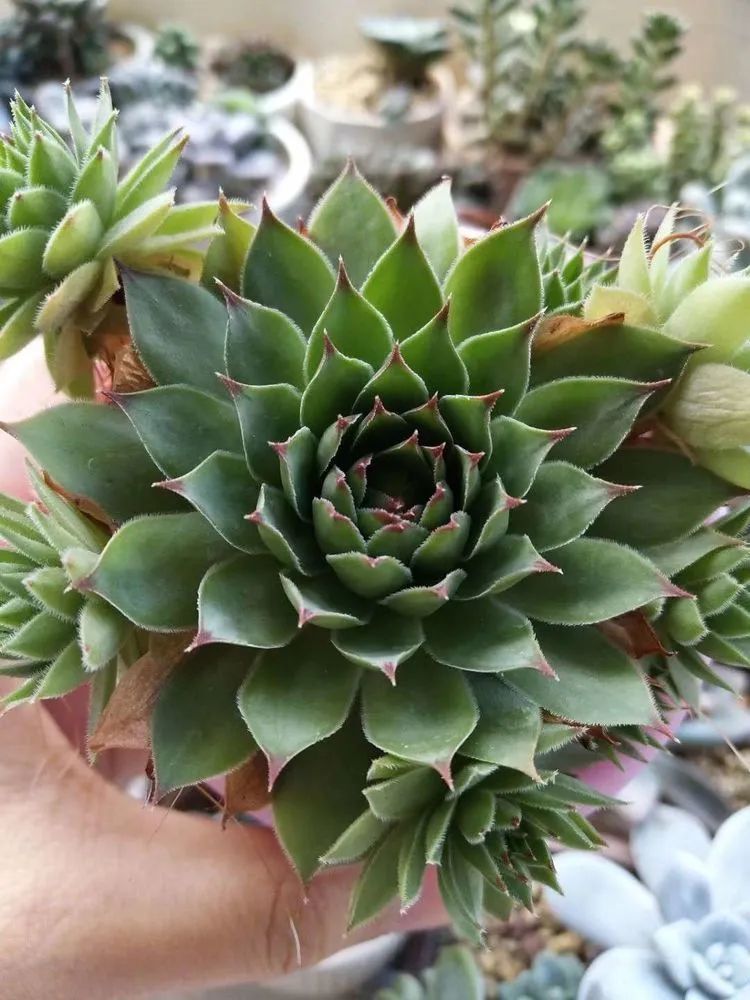 观音莲|90后川妹子的“丑肉”逆袭记!时光不弃,多肉常在!