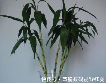 虎皮兰|这“3种”植物不管价格多“贵”, 也要养一盆, 身体变得更健康!