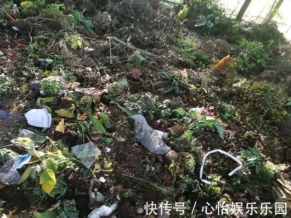 路边一堆“名贵花”,丢人也要捡,捡回家养2个月就开花!