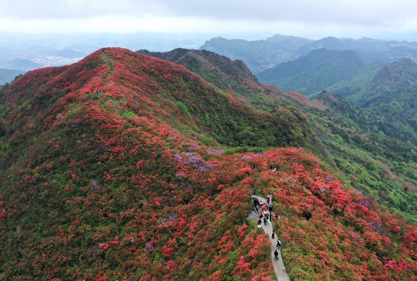 贵州丹寨：杜鹃花开醉游人