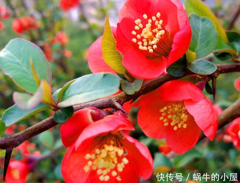 花友|此花,被誉为花卉界的“红宝石”,太美了,给大家看看