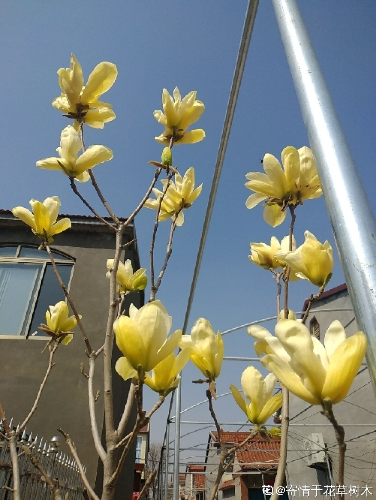 果实|家里有院子的，4种树镇宅好寓意，创造条件也要种