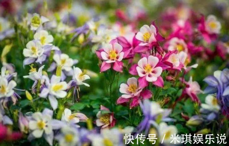 寓意超好的旺运花，吉祥又喜庆，年年开花美翻