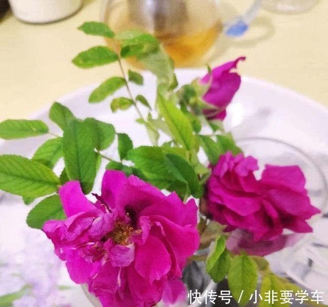 这5种花，个个好滋味，养的旺旺的，开一茬撸一茬，耐看又好吃