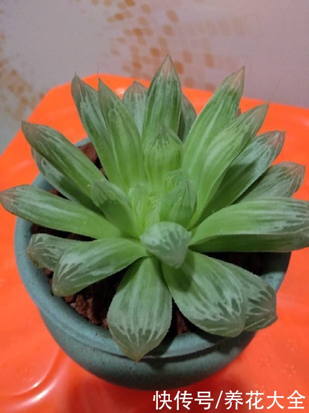 不耐晒的多肉，看看你家的有没有上榜，赶紧从太阳底下收起来