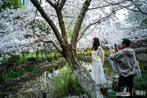 晨镜头|又是一年樱花季，赶紧来鲁迅公园邂逅一场樱花雨 | a5200