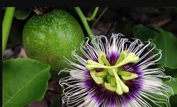 阳台能养殖的盆栽水果，开花又结果，好吃好看，养殖简单新手能养