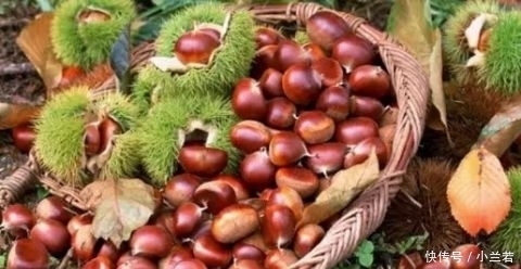 原来板栗不难剥,很多人用错了“水”,教你一招,板栗轻松剥开