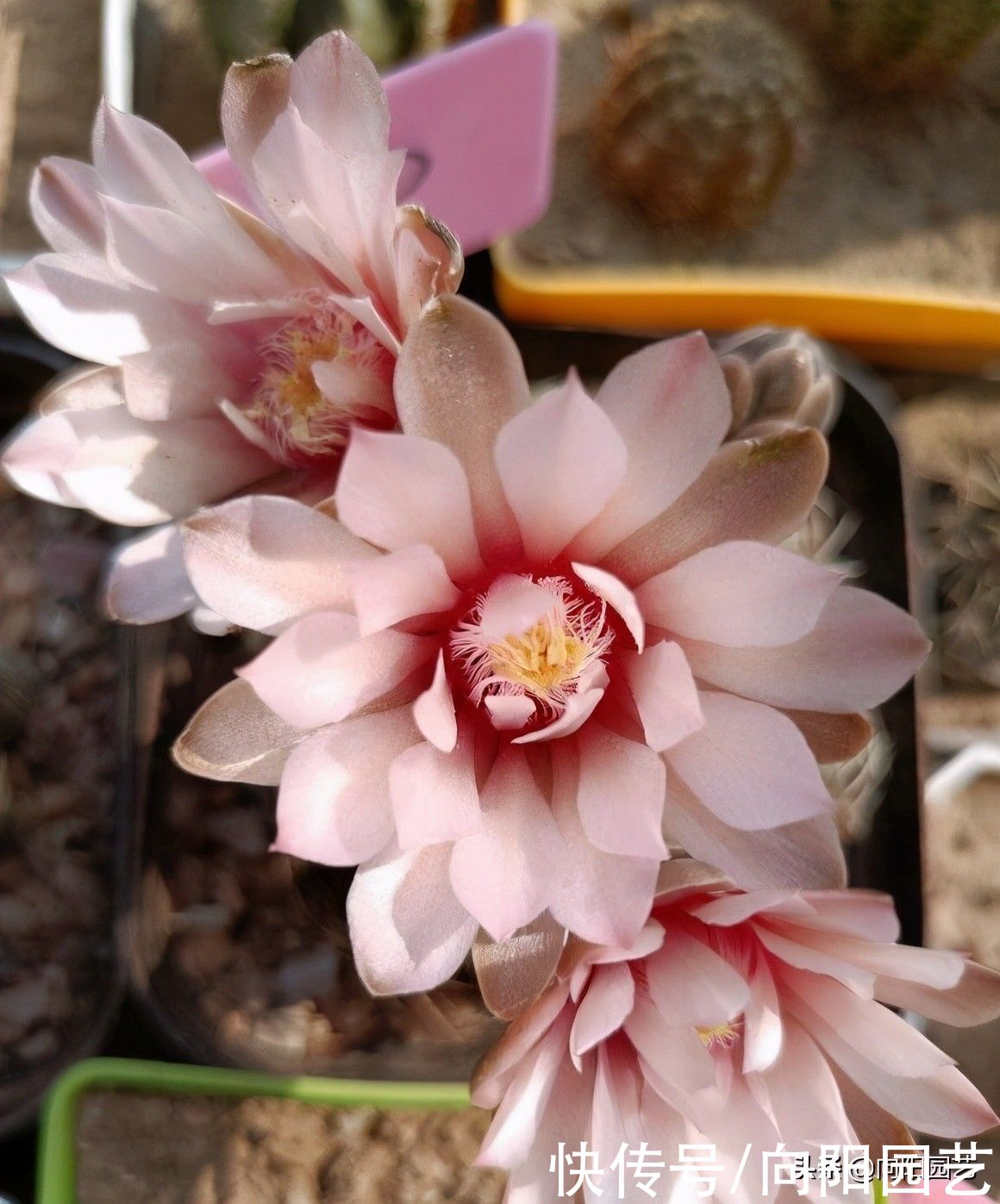 夏天|养仙人球，就养“绯花玉”，每年夏天都开花，一次能开十几朵