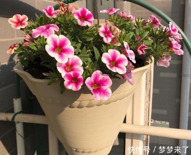 冬天|冬季阳台太单调,养3种花,颜色艳丽漂亮,开一个冬天