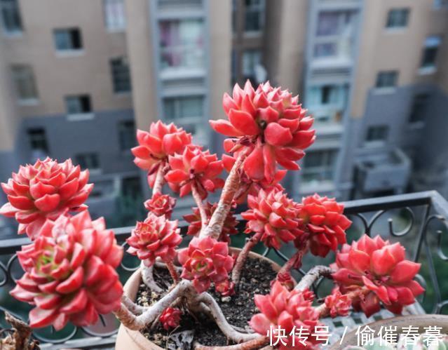 多肉植物|3款高颜值多肉,长势旺易爆头,养成群生小老桩,价值翻倍