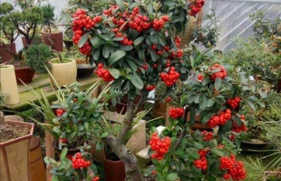 养盆景,常用“5种树”,造型美观,漂亮大方