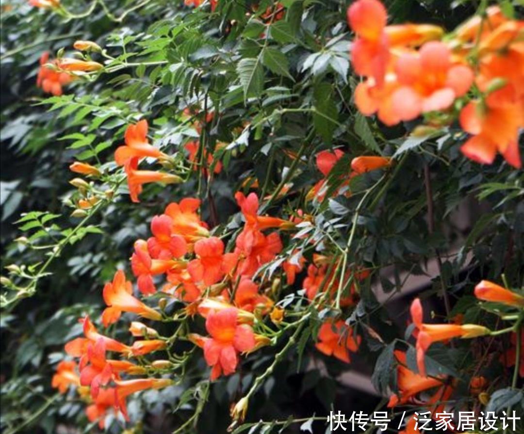 家有院子,就栽6种爬藤花卉,花期开成鲜花“瀑布”