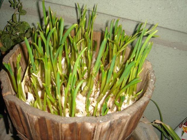 大蒜上下切两刀,找个废油桶埋进去,大蒜苗割一茬长一茬