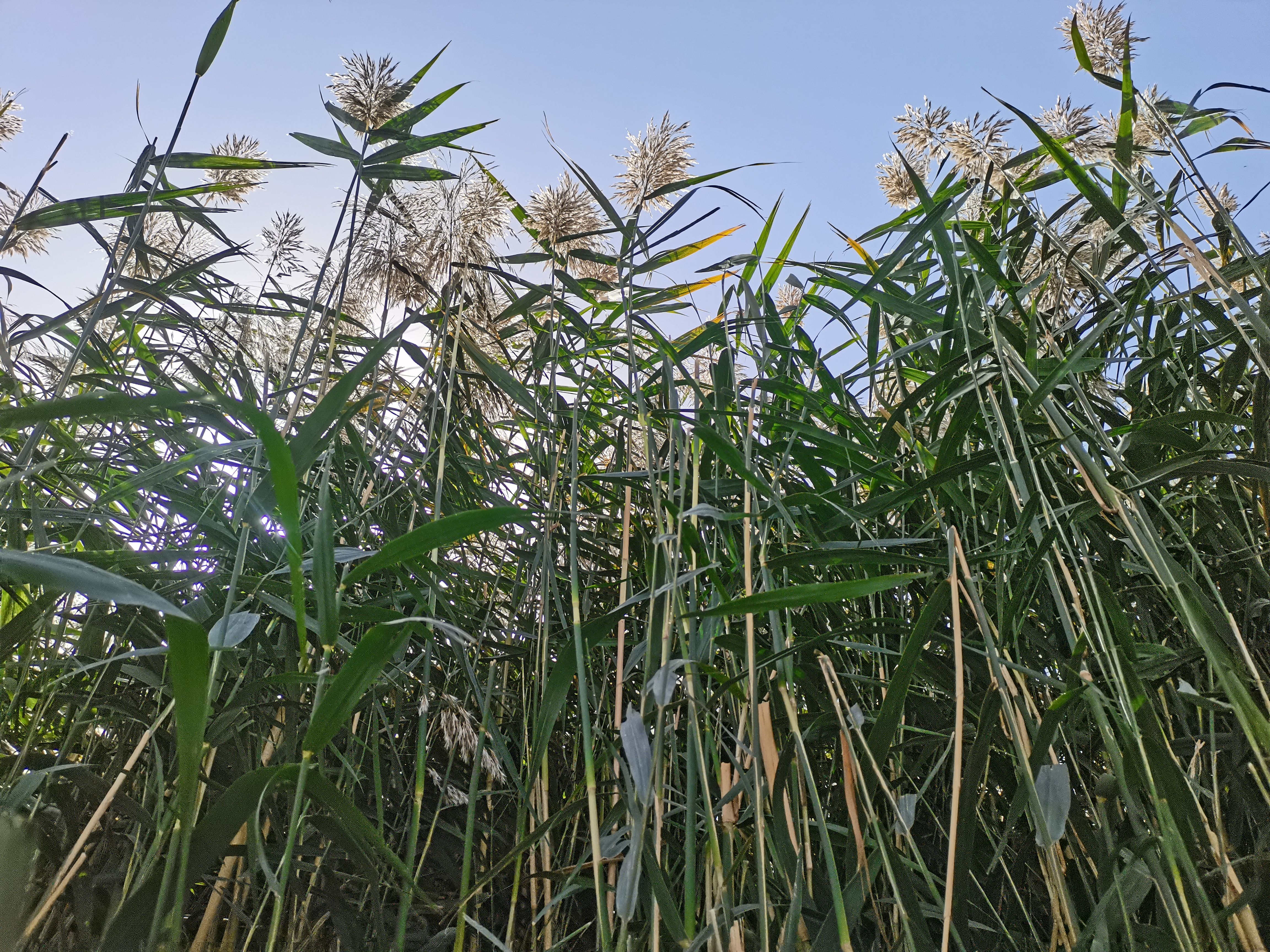 湿地公园|来杜鹃河湿地公园 邂逅芦花好时节