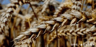 黑麦面粉|它是预防三高的首选，也是糖尿病朋友的优选食品，补肝益肾好处多