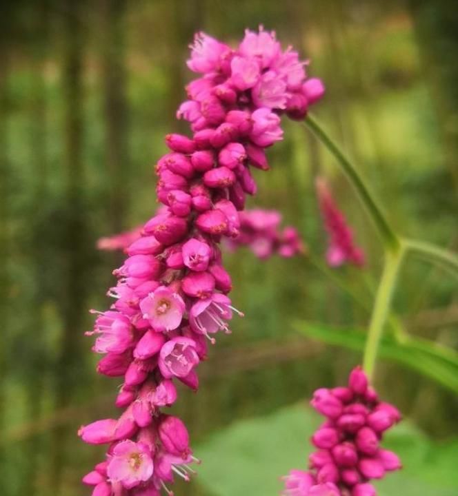  错过|此种狗尾巴花农村很常见，种在院子里极美，遇见了不要错过