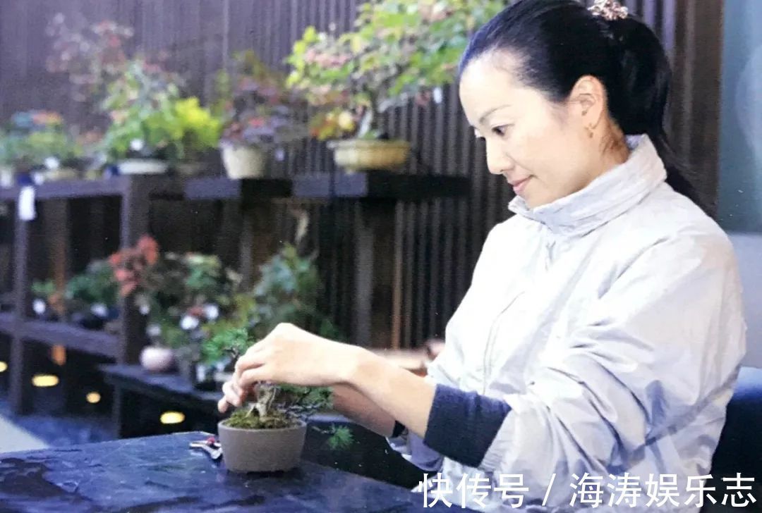 阳台上|盆景枝干弯曲上翘的最佳方法，既简单又高效，同时拆除更方便！