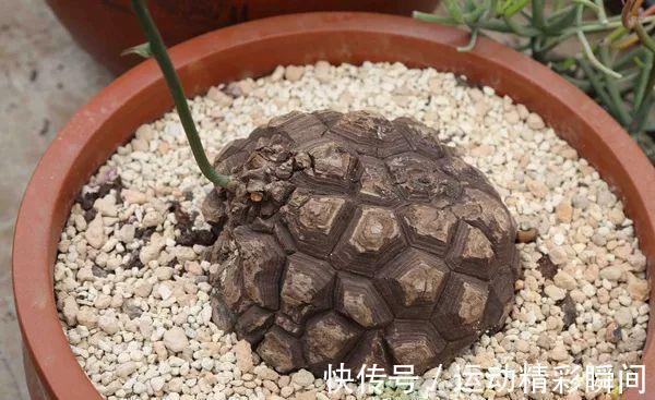 最昂贵的10种多肉,第一种价格高达600万,网友直呼买不起