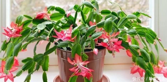蟹爪兰最怕夏天老农有“妙招”,轻松养爆盆,花开似瀑布