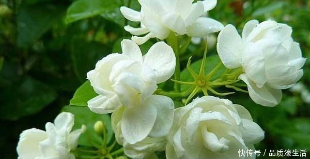 茉莉土加“一料”,不黄叶不徒长,易生根长得旺,养成繁花老桩!